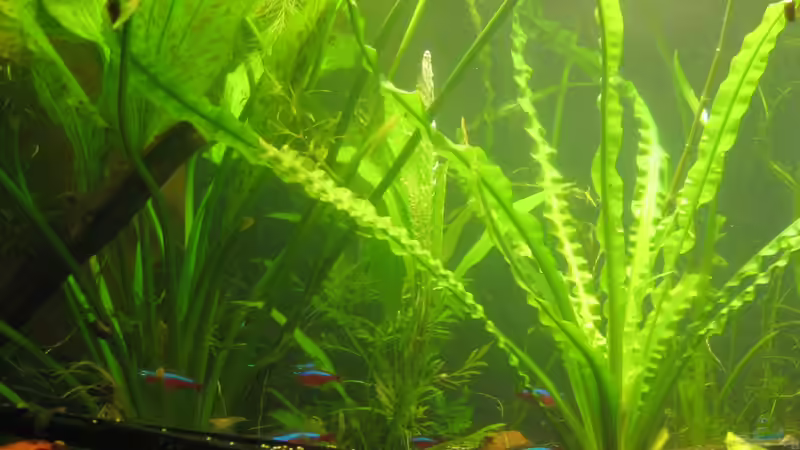 Die Zebrarennschnecken eiern den ganzen Schiefer voll ;) Riesenechi mit unbekannter von chrisi01 (5)