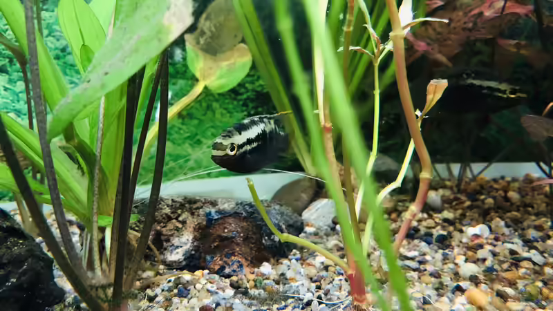 Die Zehn Gebote der Aquaristik...