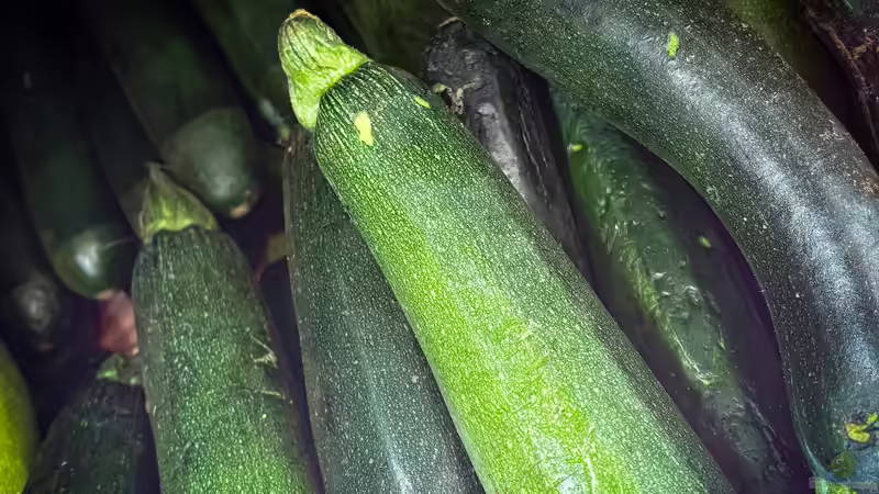 Die Zucchini-Falle: Wenn der Garten zur Zucchini-Fabrik wird