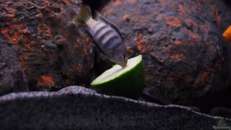 die Zuchini schmeckt von Werner Franz (14)