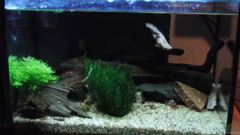 die zukünftigen Bewohner..... von Microsash (27)