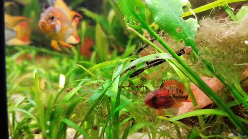 Die zwei  von SaMü (2)