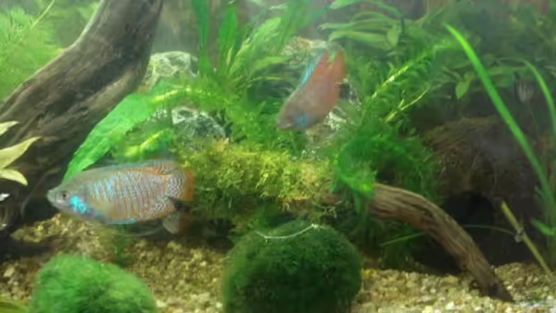 Die zwei Fadenfischmännchen von lunimami (10)