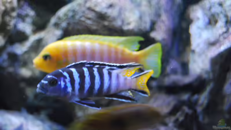 Die zwei ´grossen Jungs´ :) von MGR (30)