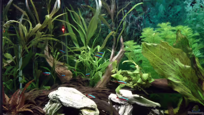 Die zwei Höhlen mit zwei von drei Wurzeln von Stephan Groß (16)