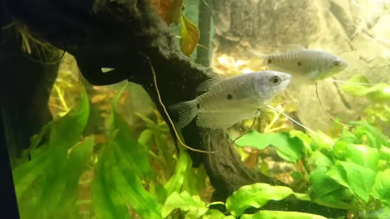 die zwei kleinen. ein Männchen und ein Weibchen?! von Frank S (20)