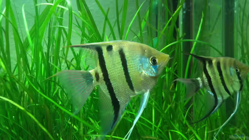 Die zwei Leopoldis von Fuujida (25)