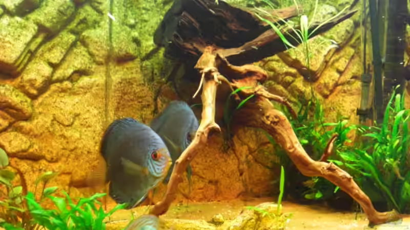 die zwei passen schön auf ihre kleinen auf von Eichi82 (30)