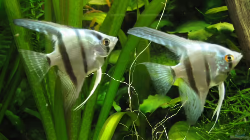 Die zwei Skalare von Patricia (18)