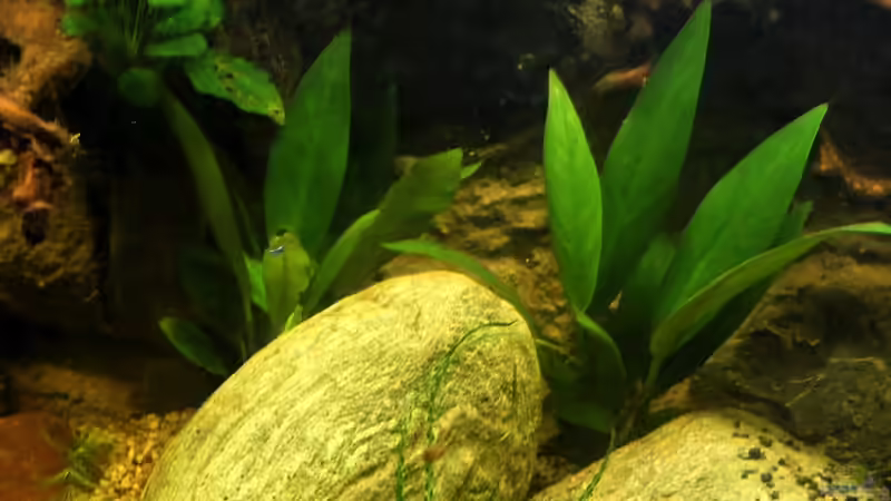 die zweite A.congonensis von Falk (25)