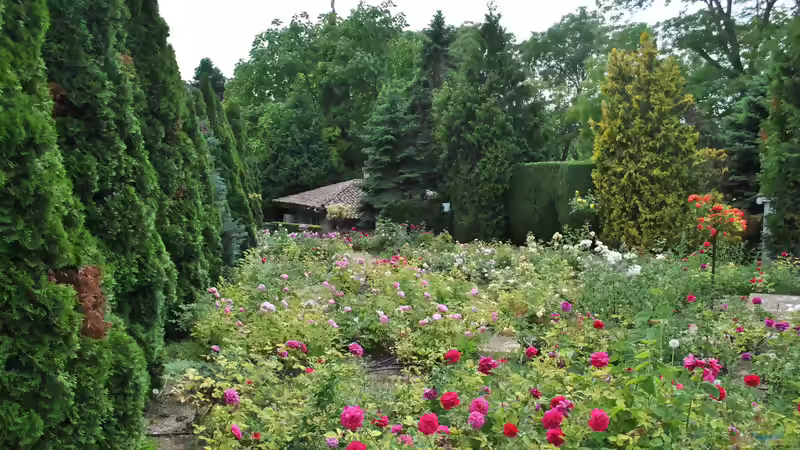 Die zweite Blüte - So bringen viele Pflanzen im Sommer noch einmal Farbe in den Garten