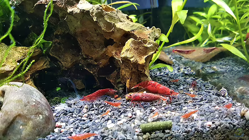 Die zweite Generation ist auch schon am Start. Stand - 5.April   von odin 68 (4)