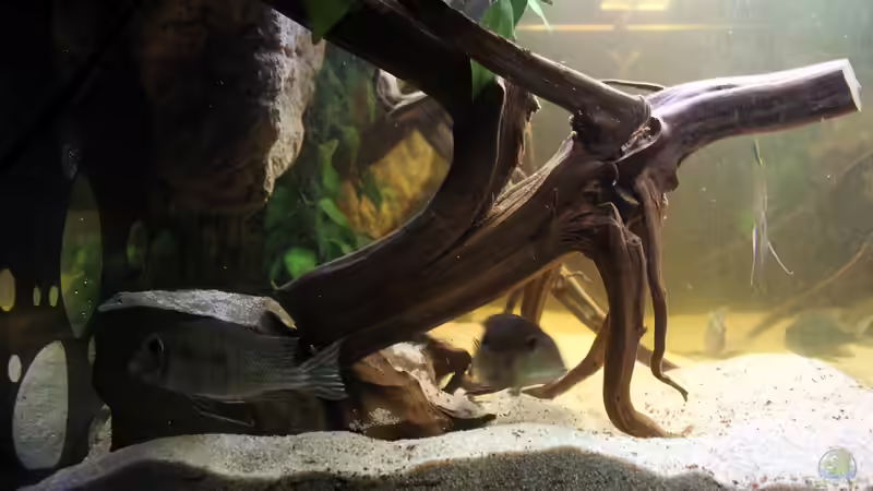 Die zweite große Wurzel von AmazonasFelix (2)