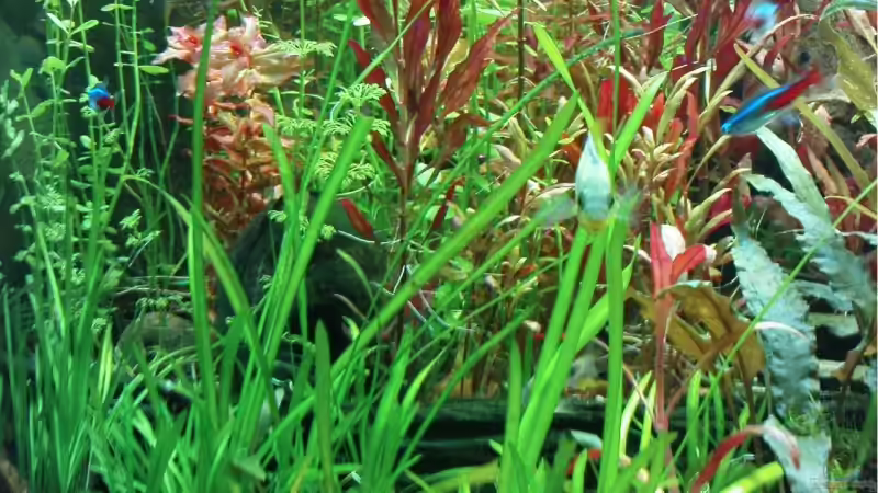 die zweite Kokusnuss von wasserspaß (10)