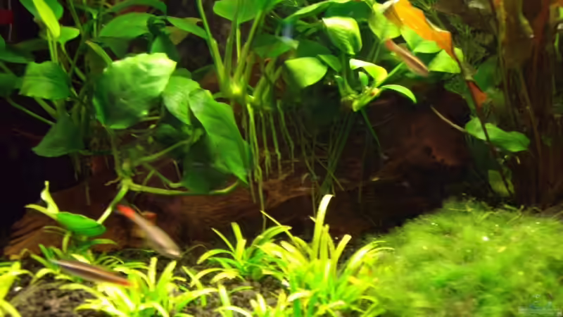 Die Zwergspeerbläter sind schon ganz schön gewachsen.(September 2007) von Fabian Held (6)