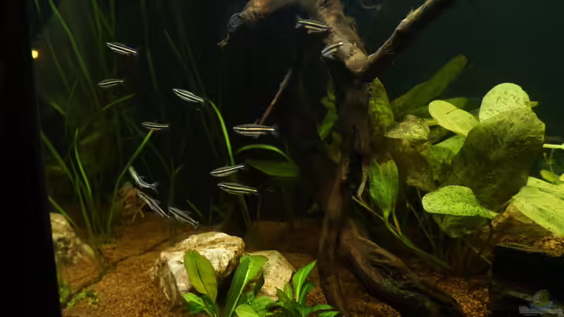 Aquarien mit Nannostomus marginatus (Zwergziersalmler)