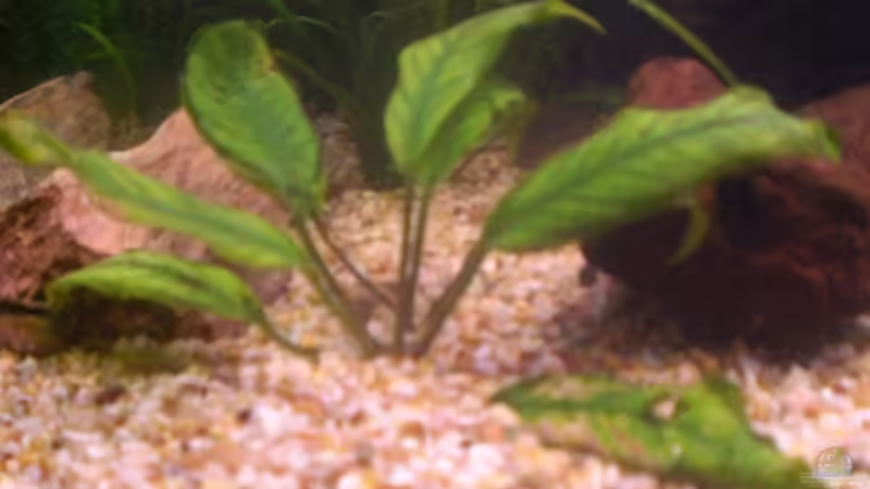 Dieffenbachia unterform denke ich von ActionJackson (6)