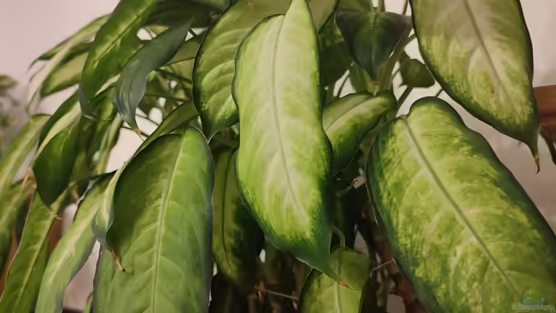 Dieffenbachien / Dieffenbachie, Giftaron, Schweigrohr