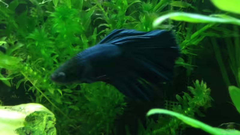 dies das von Johnny Martini (10)