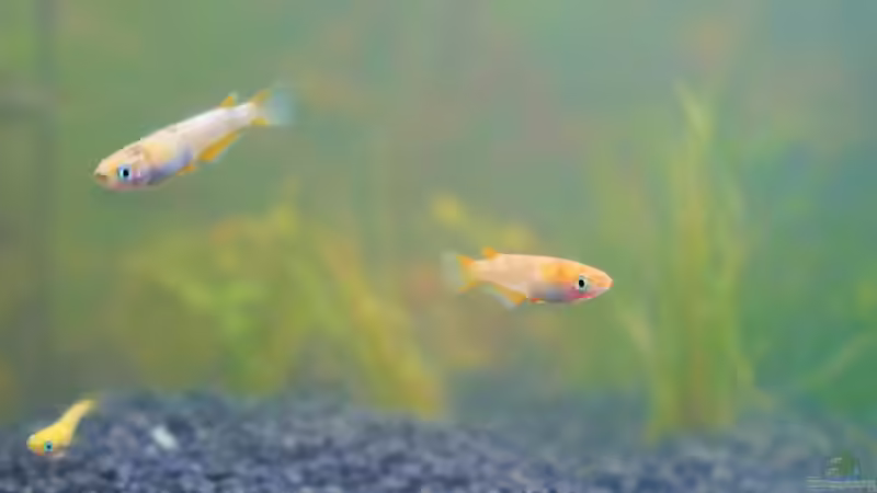 Dies ist ein Beispiel Foto wie sie Aussehen  von Barschfan Aqualive (4)