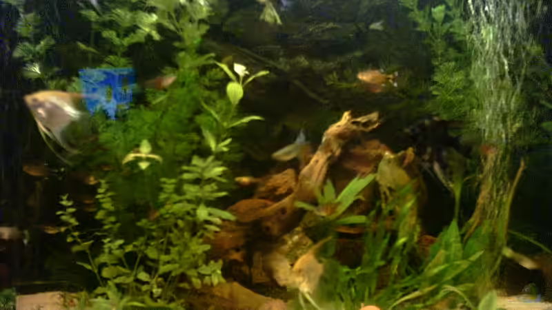 dies ist meine dekoration mit vertecke von Marcel Scheidt (4)