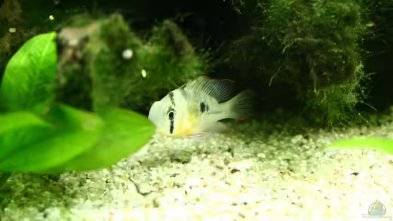 Dies ist meinen momentanes Sorgenkind - bitte um Hilfe?! von Matthias Hükelheim (2)