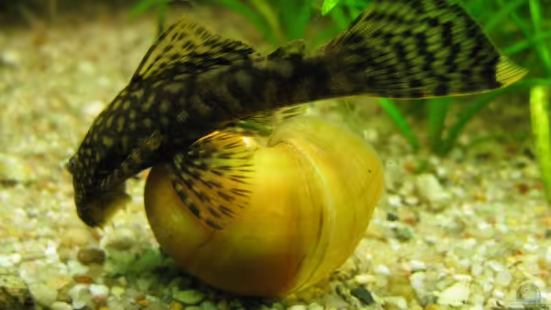 Diese Apfelschnecke hat der Ancistrus noch geputzt, bevor die Prachtschmerlen sie später ver-putzt haben. Außer TDS war das Becken damit schneckenfrei. von Rheinländer (42)