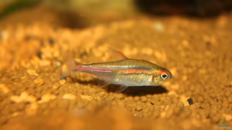 diese Gesellen spielen auch eine Rolle von Falk (28)