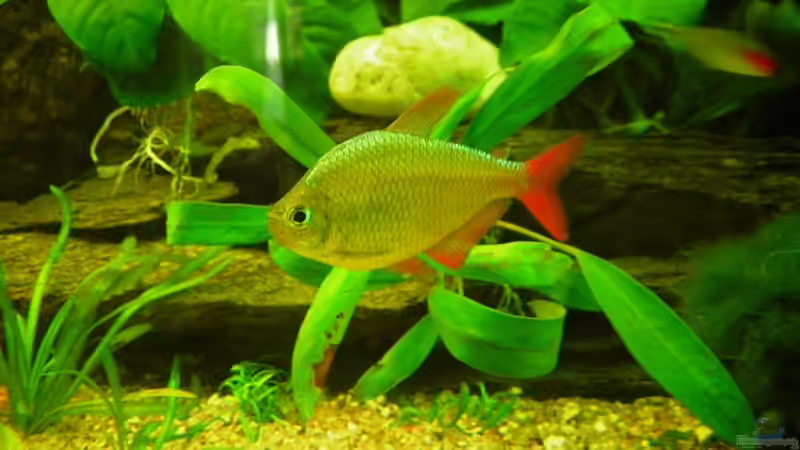 Diese gibt es bei uns leider nicht mehr wurden abgeben von Antje und Daniel (25)