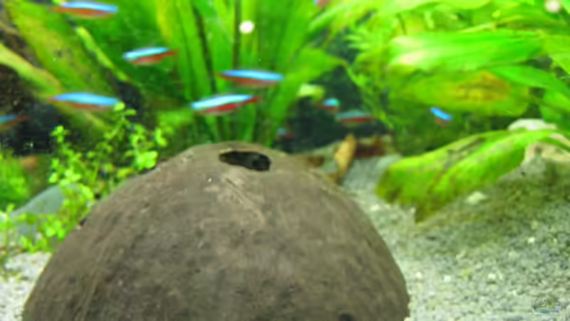 Diese Kokosnuss ist seit 26.5. das Garnelenhaus.... von Ralf Braun (5)