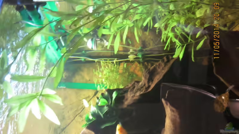 Diese Pflanze kenn ich namentlich leider nicht,vielleicht kann man mir ja da auf von Ottche (107)