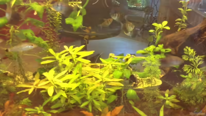 Diese Pflanze soll bis oben wachsen von oben hängt die efeutute runter das soll das Aquarium in zwei Hälften teilen von Ceylon (12)
