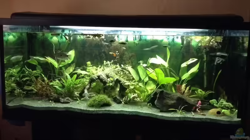 Diese Rückwand wird bestimmt auch noch verändert von Ceylon (22)