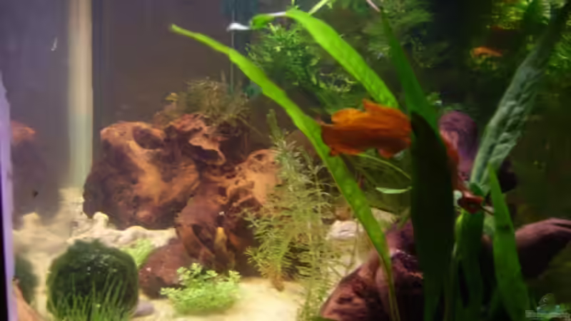 diese Seite wird von einer Strukturwand verdeckt. Siehe nächstes Bild  von Sandra Stoffels (4)