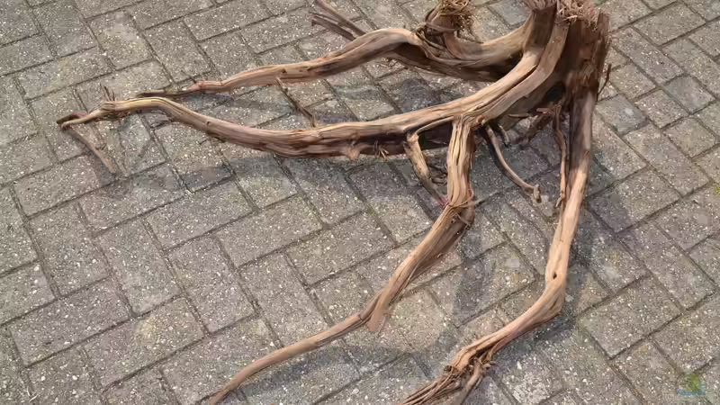 Diese ´selbstgezogene´ Wurzel, war auch im alten Becken vertreten. von GGuardiaNN (38)