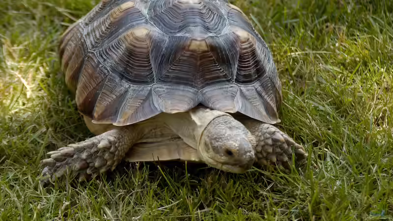 Diese Tiere solltest du als Anfänger nicht in deinem Terrarium halten