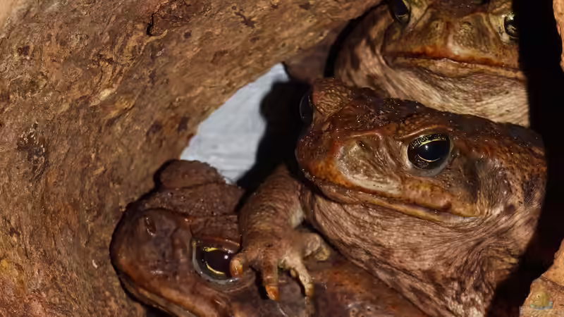 Diese verrückte Bande! von Cichliden-Kabuff (16)