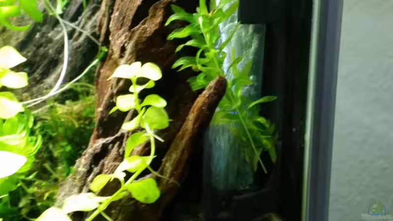 Diese Woche kein SMBB ;) Luftheber Filter....runtergerutscht :/ von Betta Chris (8)