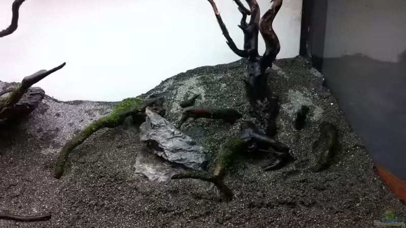 diese Wurzel für32??? auf der Heimtiermesse Hannover erstanden :)  von OrangeBuschfisch (5)