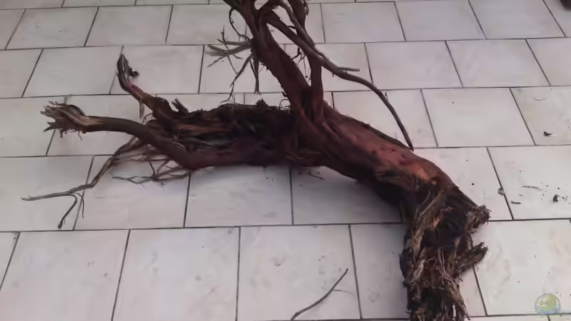 diese Wurzel ist gigantisch. Sie ragt in de rechten Schenkel hinein, in der Mitte liegt sie noch auf den Steinen auf, von GGuardiaNN (51)
