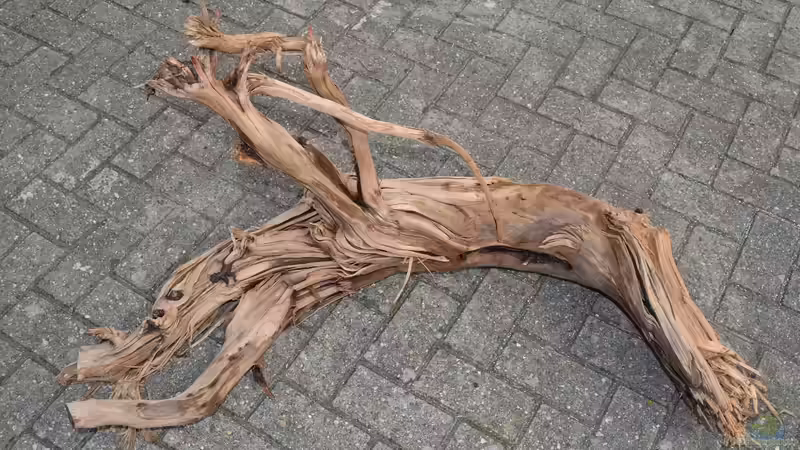 Diese Wurzel ist gigantisch und wird wieder in der Mitte liegen. von GGuardiaNN (39)