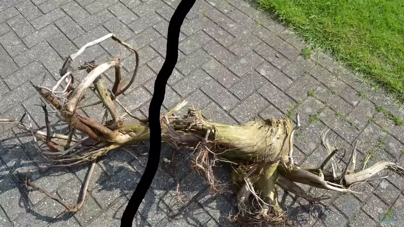 Diese Wurzel wurde auseinandergesägt, daraus wurde Wurzel 12 (links) und die Wurzel von GGuardiaNN (46)