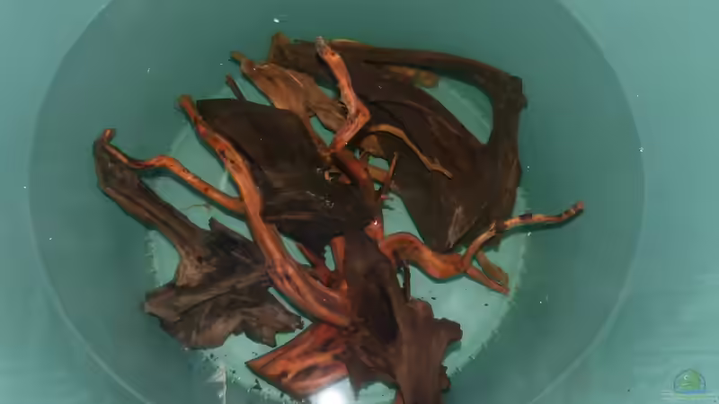 diese Wurzeln sind im Becken untergebracht von ~Marco~ (23)