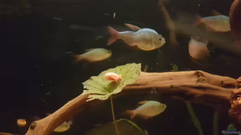 Diesen gekrümmten wollte über Monate niemand im Laden kaufen. Jetzt schwimmt er fröhlich bei mir herum und zeigt von allen die schönsten Farben! von southheart (32)