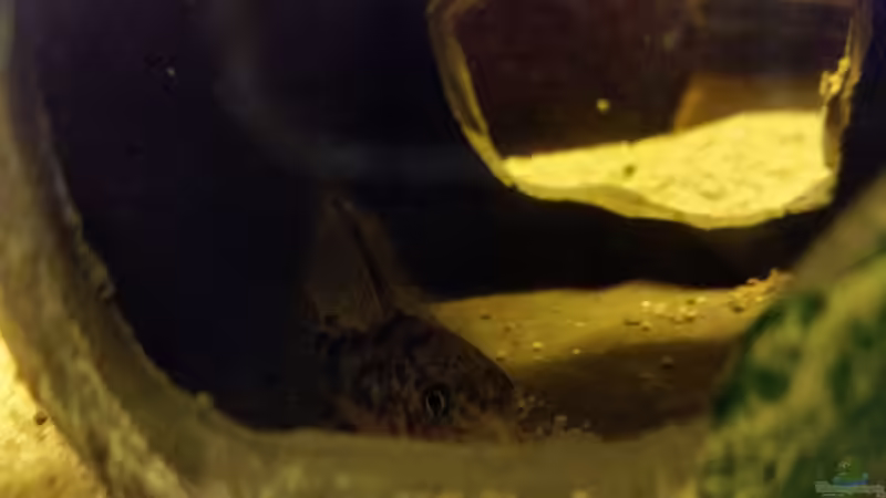 dieser kleine Cory hat sich gleich eine Behausung gesucht :-) von SvenDerGroße (23)