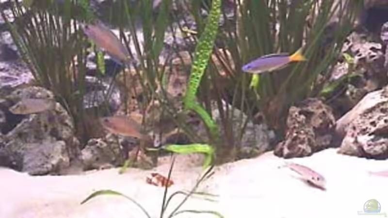 Dieses Bild entstand mit der Webcam von Dirk Lehmann (11)