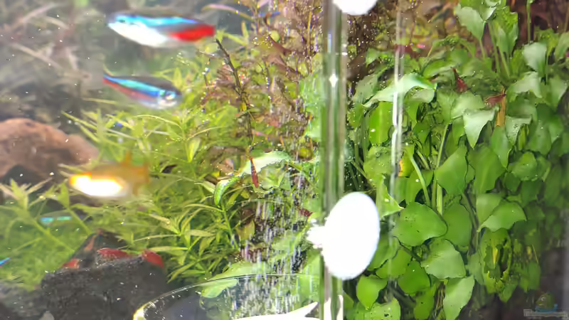 Diffusor (gestern mit Chlorbleiche gereinigt) am 21.12.2025 von C-NA (33)