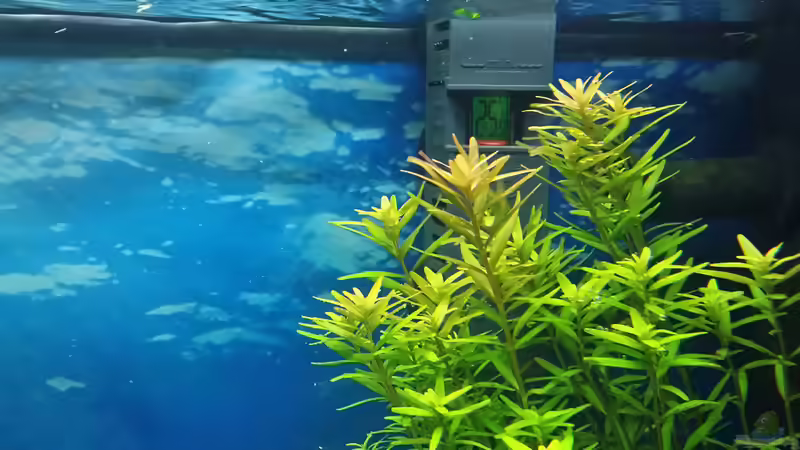 Digitaler Heizstab von &lt;--- sebi ---&gt; (28)