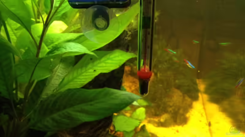 digitales + analoges Thermometer zur Kontrolle von spanky_cruz (20)