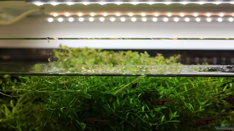 Dimensionen der ´Perlkraut-Insel´ :-) von Annika (17)